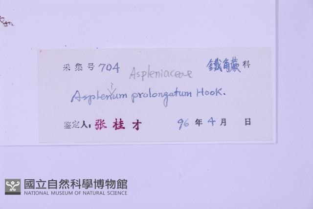 長生鐵角蕨藏品圖，第2張