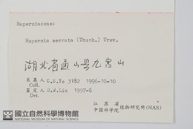 蛇足石杉、千層塔藏品圖，第2張