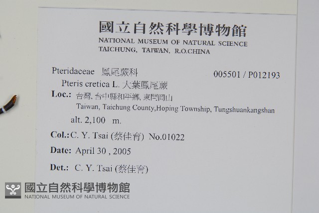 大葉鳳尾蕨藏品圖，第2張