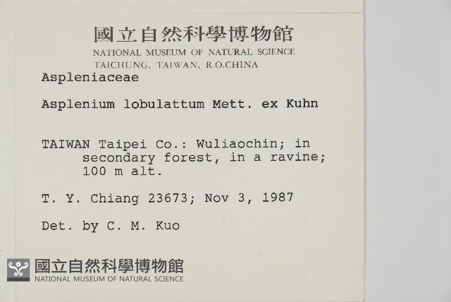 裂葉鐵角蕨藏品圖，第2張