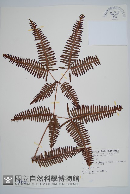 芒萁藏品圖，第1張