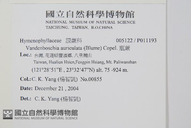 瓶蕨藏品圖，第2張