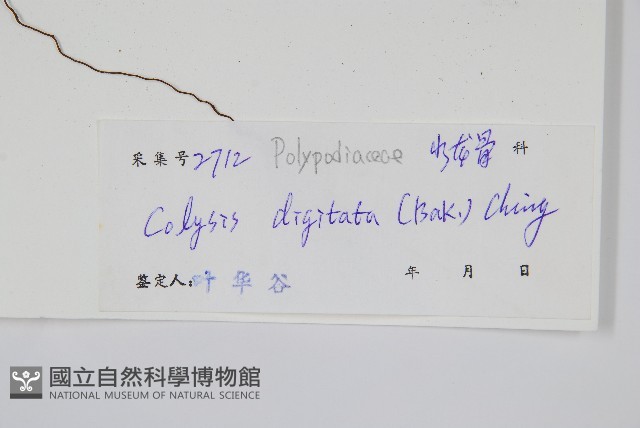 掌葉線蕨藏品圖，第2張