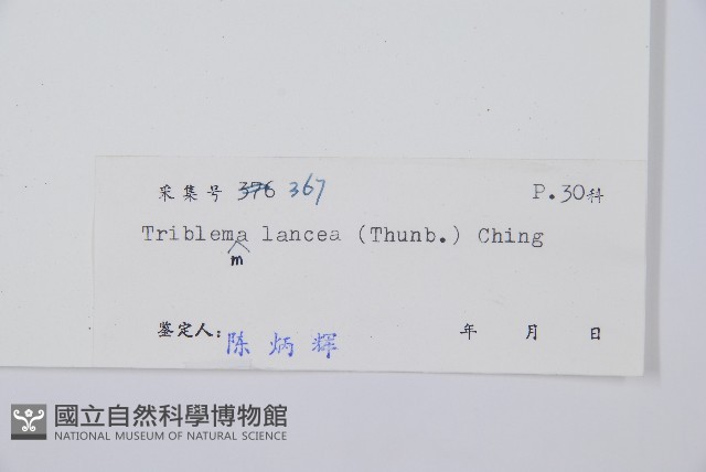 單葉雙蓋蕨藏品圖，第2張