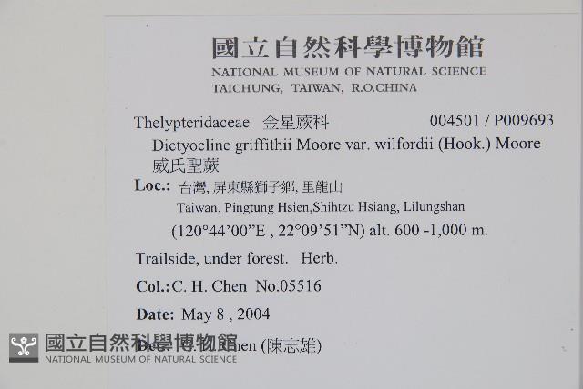 威氏聖蕨藏品圖，第2張