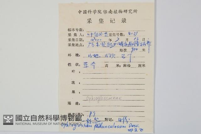 尖頭瓶爾小草藏品圖，第2張