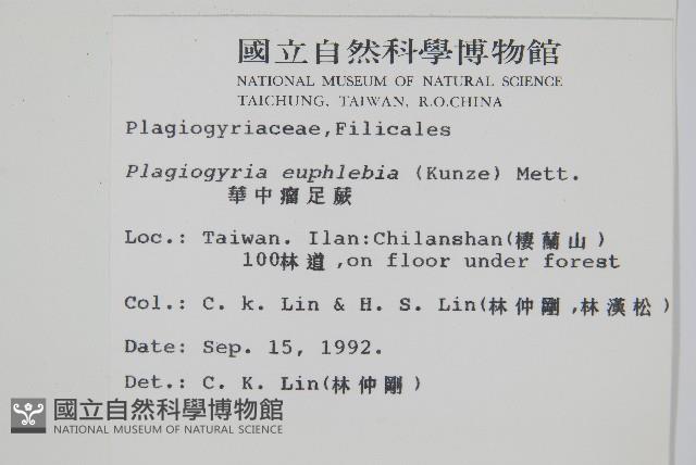 華中瘤足蕨藏品圖，第2張