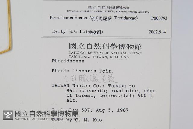 傅氏鳳尾蕨藏品圖，第2張