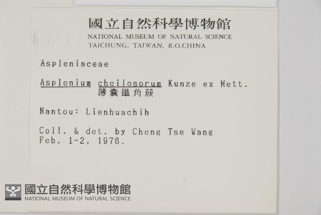 薄葉孔雀鐵角蕨、邊孢鐵角蕨藏品圖，第2張