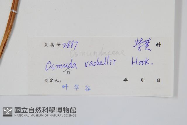 華南紫萁藏品圖，第2張