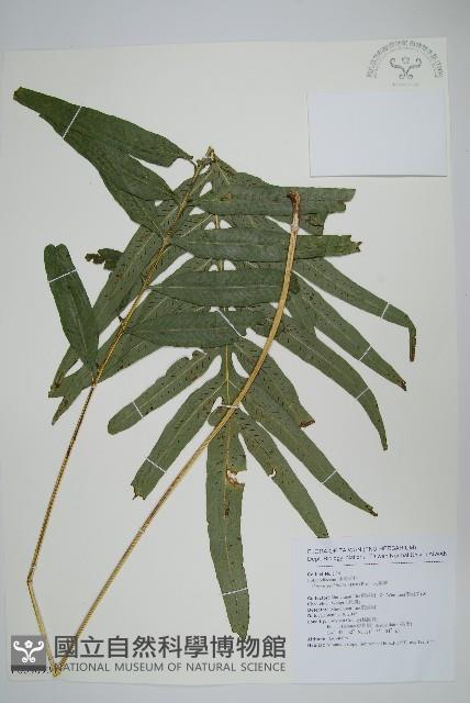 大線蕨藏品圖，第1張