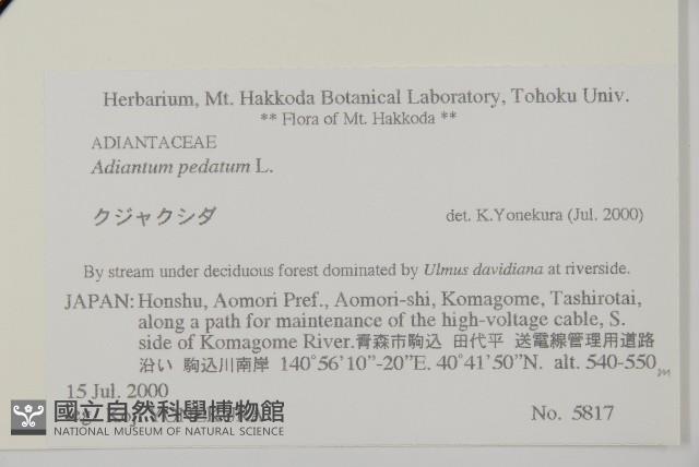 掌葉鐵線蕨藏品圖，第2張