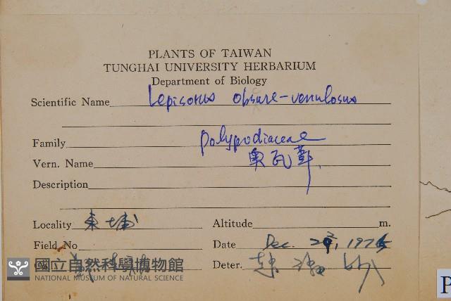 鱗瓦葦、長柄瓦葦藏品圖，第2張