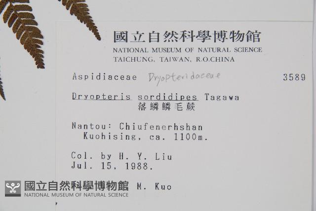 落鱗鱗毛蕨藏品圖，第2張