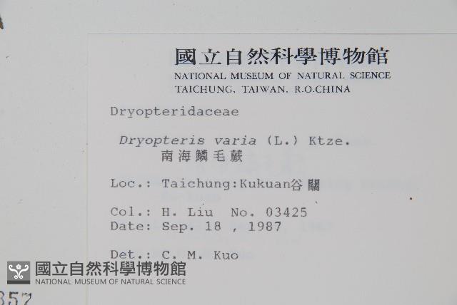 南海鱗毛蕨藏品圖，第2張