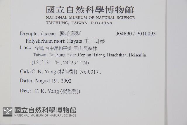 玉山耳蕨藏品圖，第2張