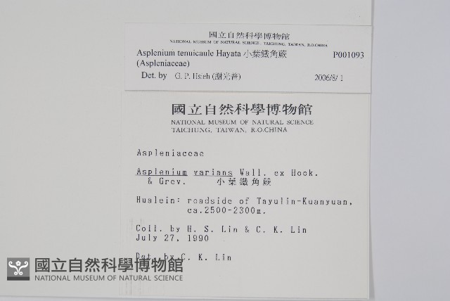 小葉鐵角蕨藏品圖，第2張