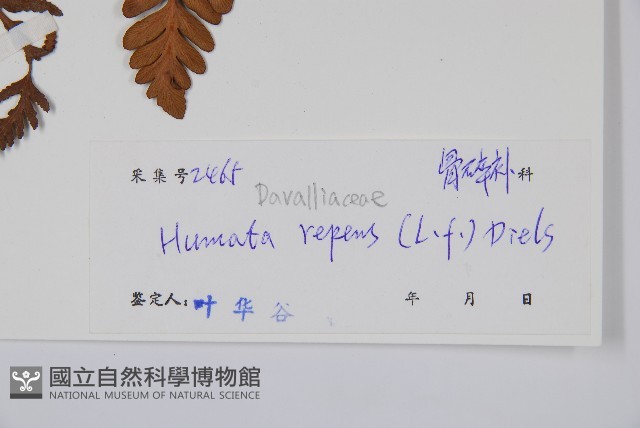 陰石蕨藏品圖，第2張