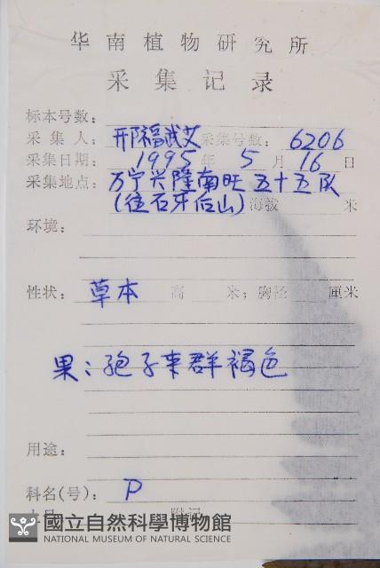 草綠短腸蕨藏品圖，第2張