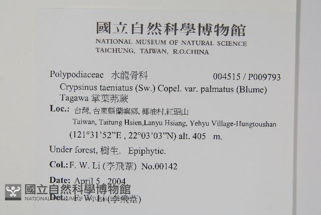 掌葉茀蕨藏品圖，第2張