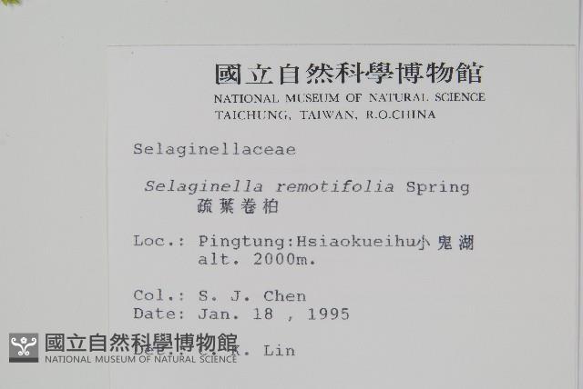 疏葉卷柏藏品圖，第2張