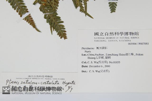 有刺鳳尾蕨藏品圖，第2張