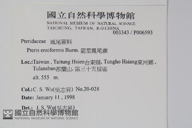 箭葉鳳尾蕨藏品圖，第2張