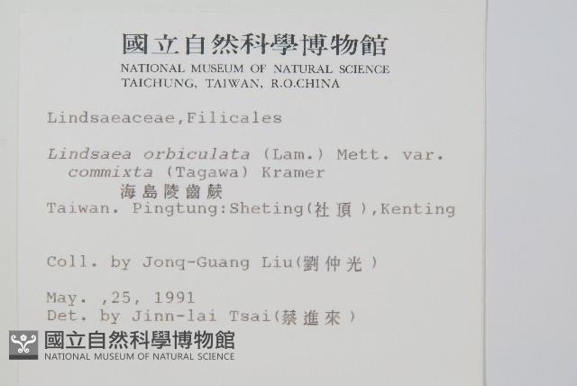 海島陵齒蕨藏品圖，第2張