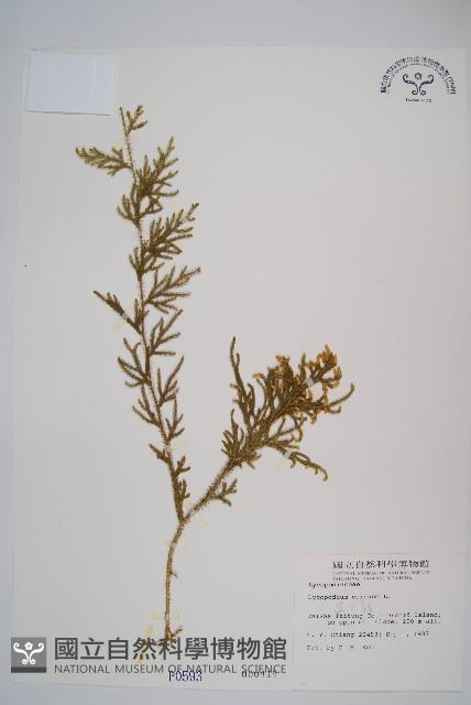 過山龍藏品圖，第1張