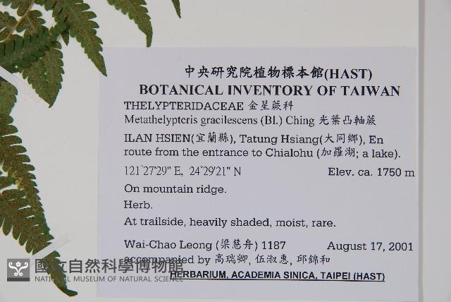 光葉凸軸蕨藏品圖，第2張