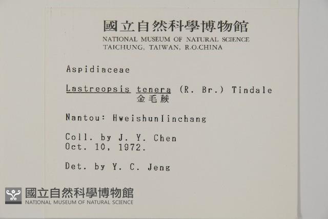 金毛蕨藏品圖，第2張