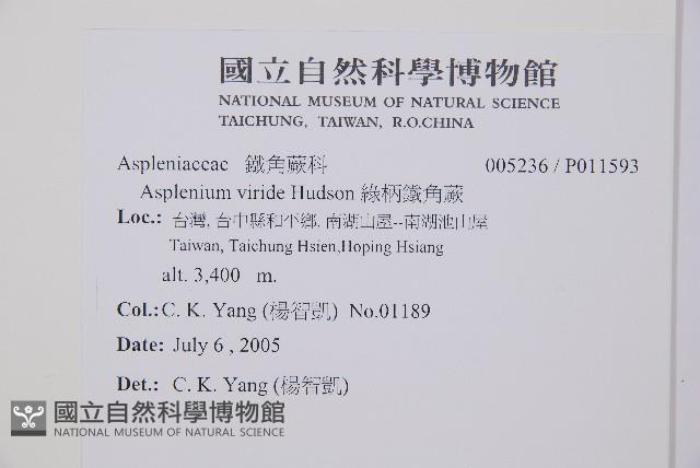 綠柄鐵角蕨藏品圖，第2張