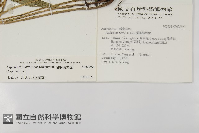 蘭嶼鐵角蕨藏品圖，第2張