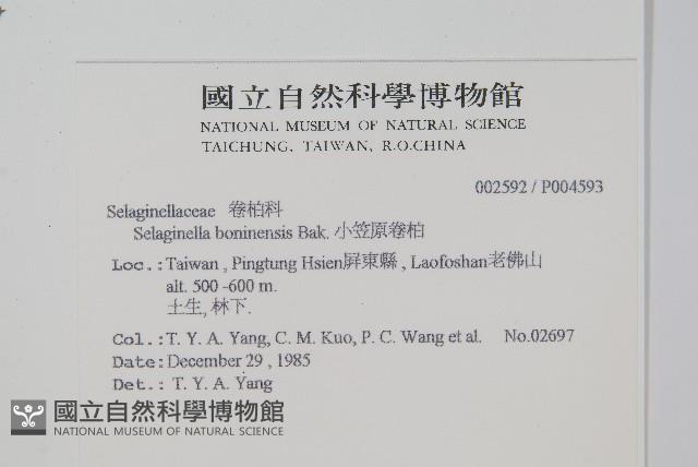 小笠原卷柏藏品圖，第2張