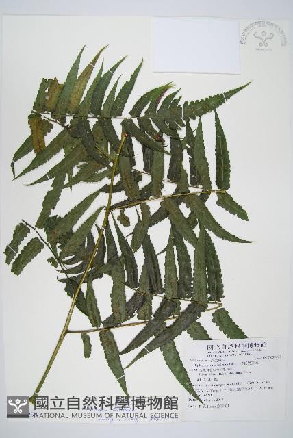 廣葉鋸齒雙蓋蕨藏品圖，第1張