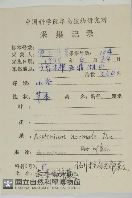 生芽鐵角蕨藏品圖，第2張