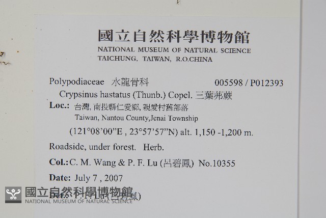 三葉茀蕨藏品圖，第2張