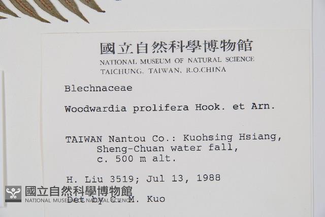 東方狗脊蕨藏品圖，第2張