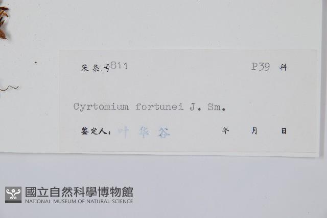 貫眾蕨藏品圖，第2張