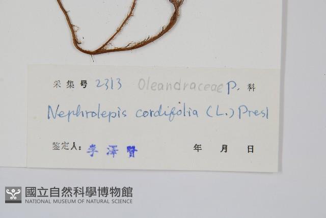 腎蕨藏品圖，第2張