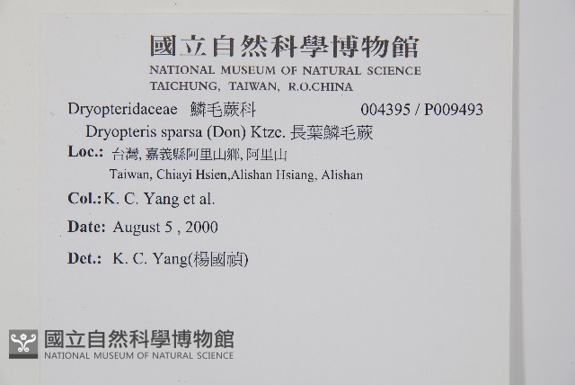 長葉鱗毛蕨藏品圖，第2張
