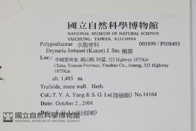 槲蕨藏品圖，第2張