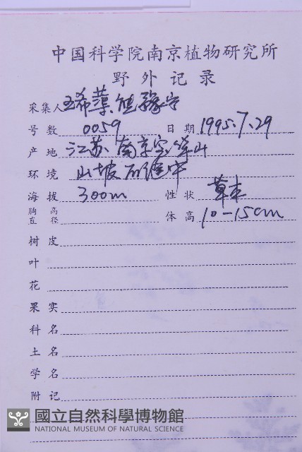 華中鐵角蕨藏品圖，第2張