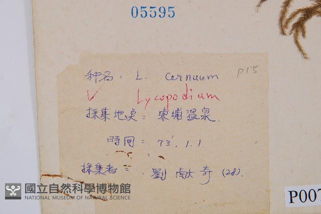 過山龍藏品圖，第2張