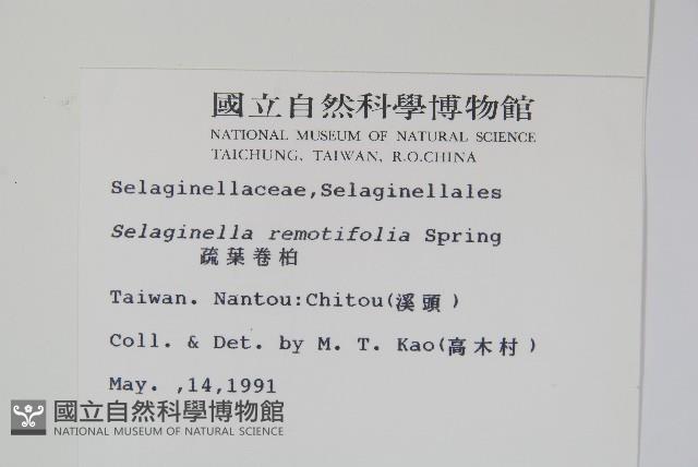 疏葉卷柏藏品圖，第2張