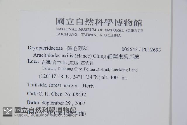 細葉複葉耳蕨藏品圖，第2張