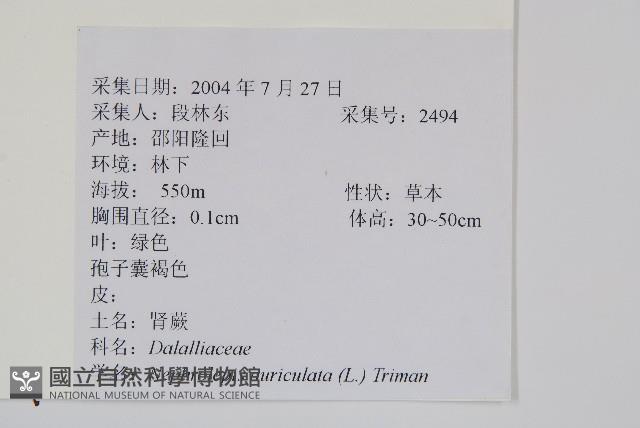 腎蕨藏品圖，第2張