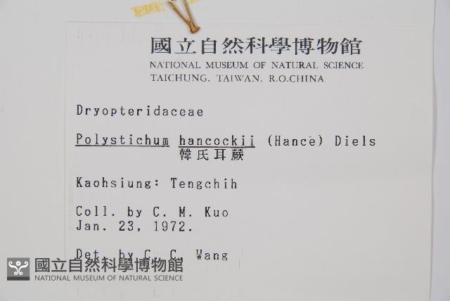 韓氏耳蕨藏品圖，第2張