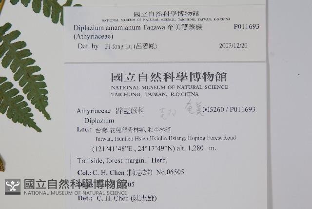 奄美雙蓋蕨藏品圖，第2張