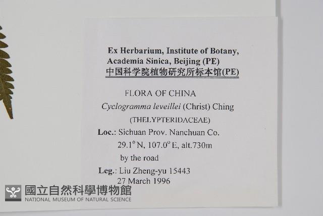 狹基鉤毛蕨藏品圖，第2張